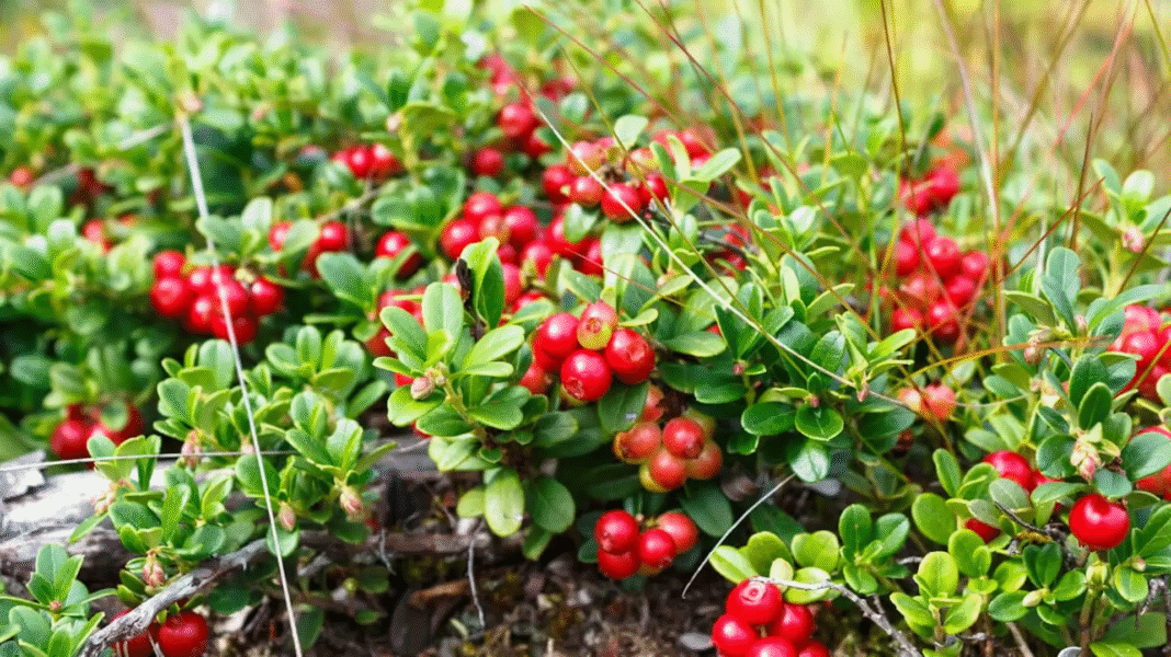 Jak rośnie żurawina? Od nasionka po pełnię owoców – kompletny przewodnik