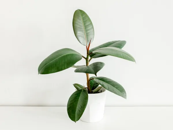 Jak rozgałęzić fikusa sprężystego? Poradnik krok po kroku